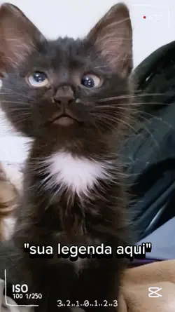 Meme gato 