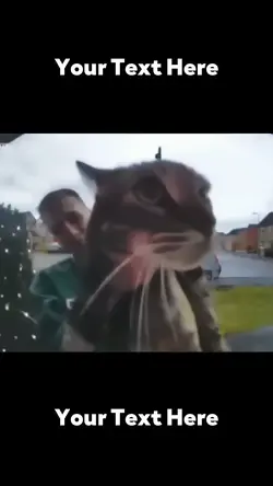 Cat Meow At Doorbell