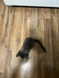 Rip my cat.