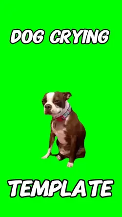 Dog crying meme 