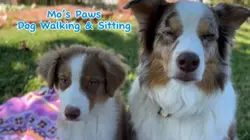 Dog walker/sitter 