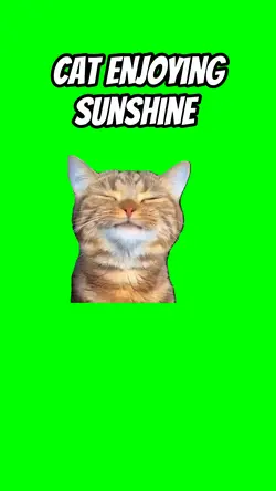 Cat enjoying sun 