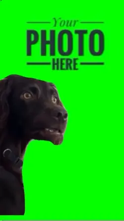 Dog Surprised 
