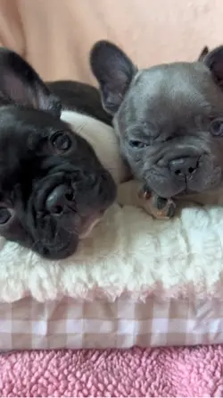 Frenchies 