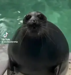 Cute dance