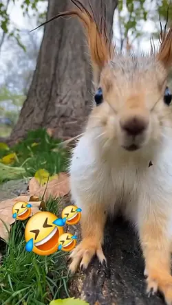 squirrel