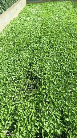 agricultura 
