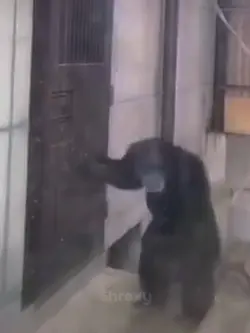 Monkey rage meme|
