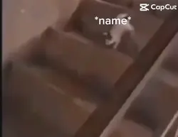 Cats😂