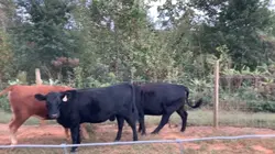 Cowsss