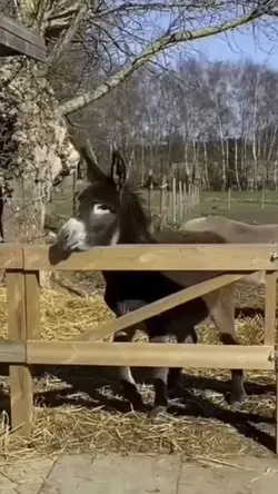 Donkey Falling Fence