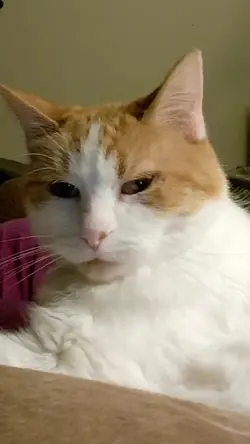 cat thoughts