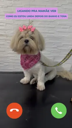 Pet shop