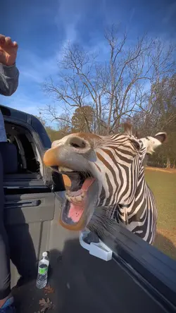 zebraa !! 