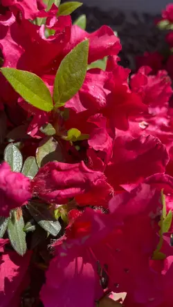 Flowers 🌺 
