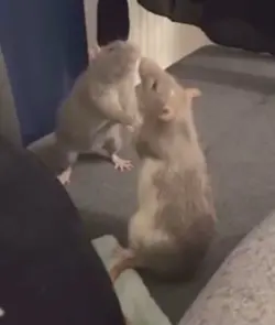 Rats fightin