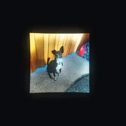 DOGGOS 