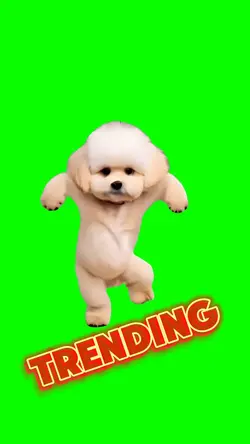 Motorcycle dog dance