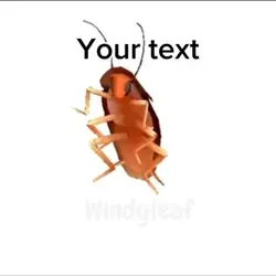 Roach 