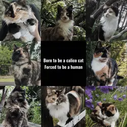 Calico cats <3
