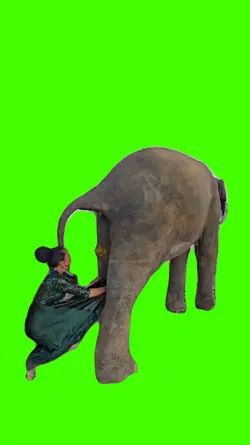 meme elefante 