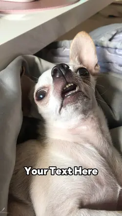 Chihuahua Zoned Out 