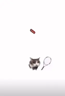 Tennis cat