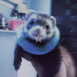 ferrets <3