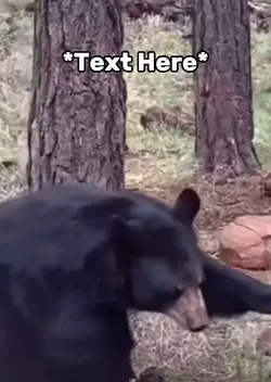 Bear dance meme 
