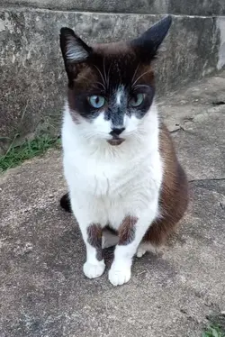 Efeito microondas