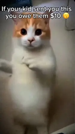 Cat of Money 