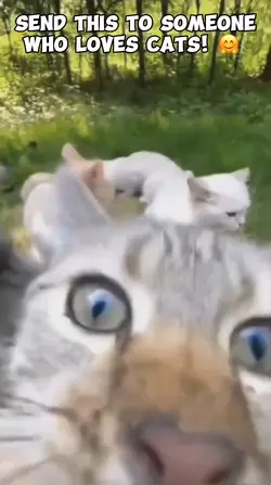 Cat rave 