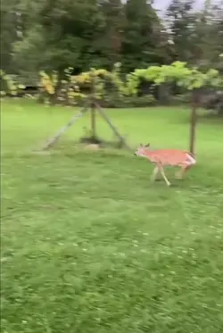 Deer MoshPit 
