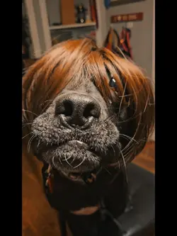 Best dog purchase 