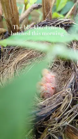 Blackbird Chicks 