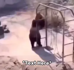 Bear dance meme 