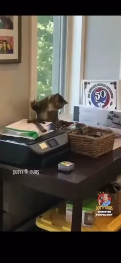 Dog And Cat 