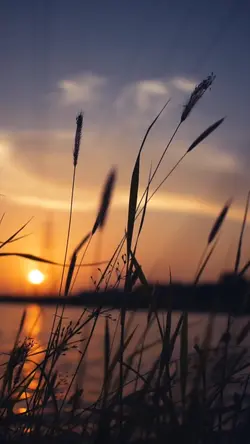 Acoustic Nature Vibe