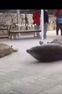 Seals