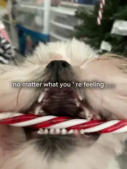 MERRY CHRISTMAS !