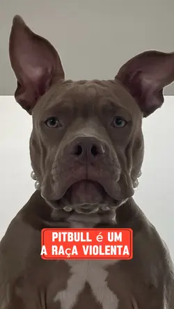 Pitbull não é monstr