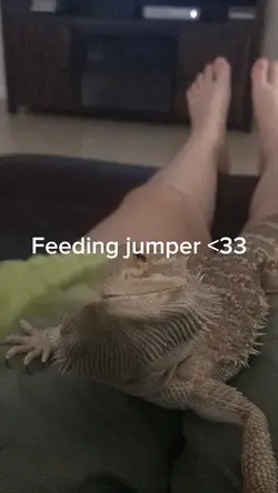 feeding jump (P1)
