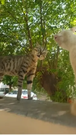 Cats talking meme