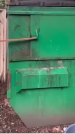 Raccoon 