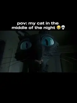 silly kitty 