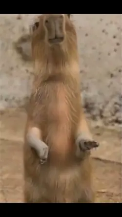 Capybara dancing