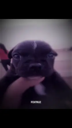 Cute dog edit ☺️ 