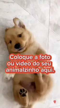 Animal