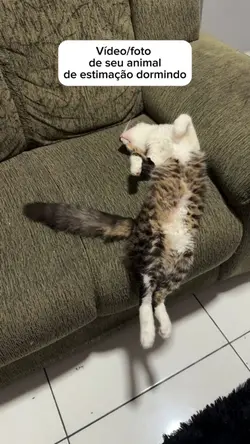 Gato preguiçoso 😂