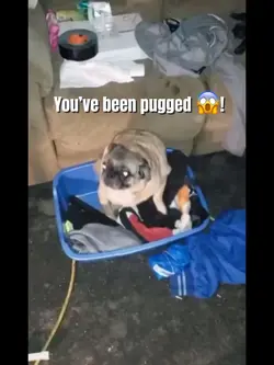 YOU HAVE BEEN PUGGED